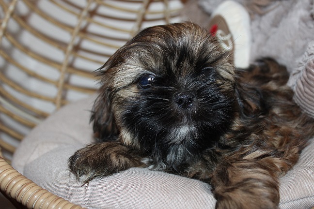 IMG_8506 RAYA PUPPIES 8-28-2026 Male #1 SOLD