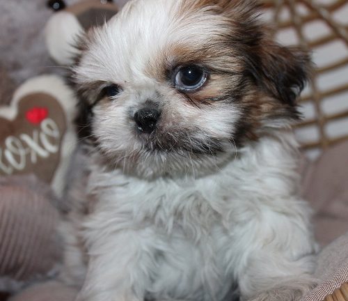 Male #2 AVAILABLE