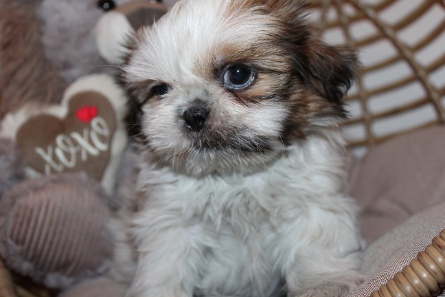 Male #2 AVAILABLE