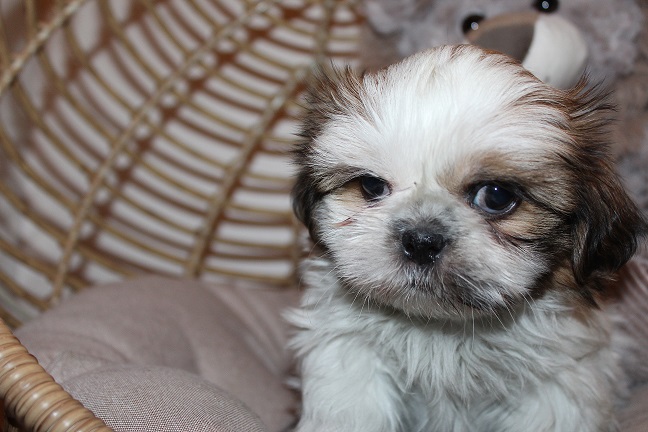 Male #2 AVAILABLE