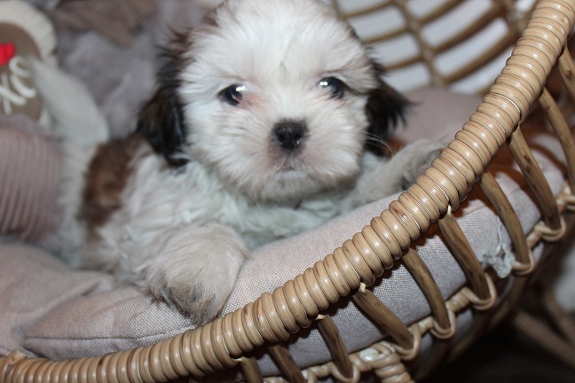 IMG_8536 RAYA PUPPIES 8-28-2026 Female #2 SOLD