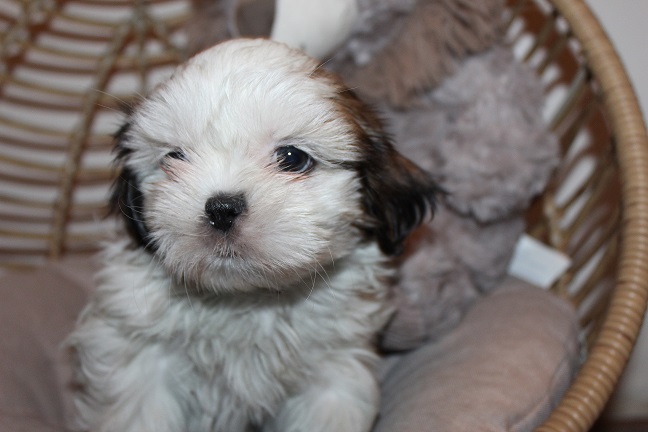 IMG_8546 RAYA PUPPIES 8-28-2026 Female #2 SOLD