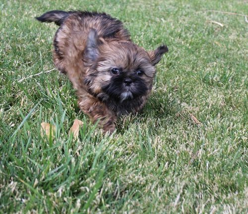 Male #1 SOLD