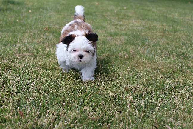 IMG_8924 RAYA PUPPIES 9-5-2026 Female #2 SOLD