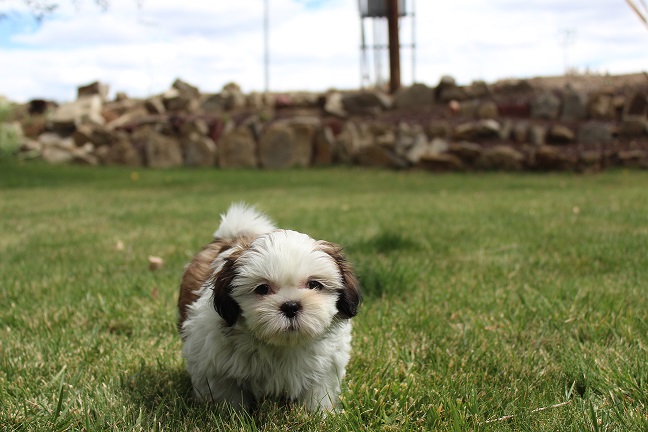 IMG_8932 RAYA PUPPIES 9-5-2026 Female #2 SOLD
